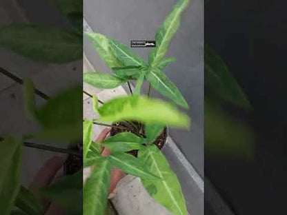 Syngonium Angustatum Gelb Bunt