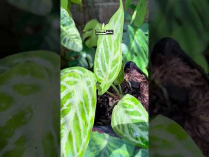 Anthurium Dorayaki Plata Rubor Pequeño