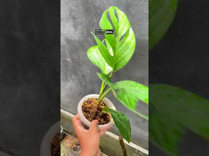 Monstera Pinnatipartita fenestrada