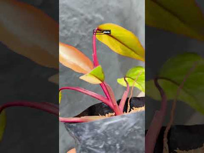 Philodendron-Erdbeershake