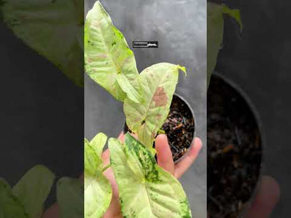 Syngonium Milk Confetti Tricolor