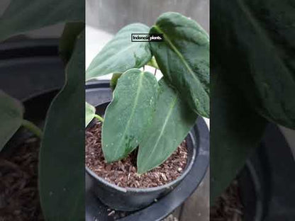 Philodendron Gigas