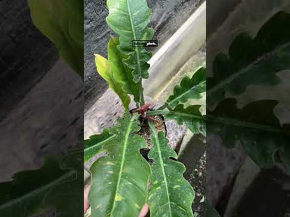 Philodendron Ring of Fire Bunt Medium