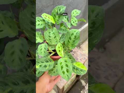 كالاتيا ليفونرو مارانتا ليوكونيورا متنوعة