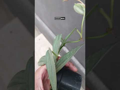 Philodendron Burle Marx Fantasie