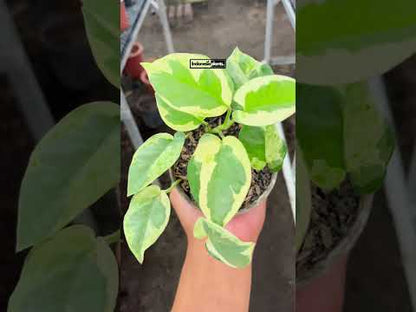 Epipremnum Njoy Pothos