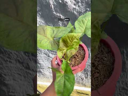 Syngonium Matcha
