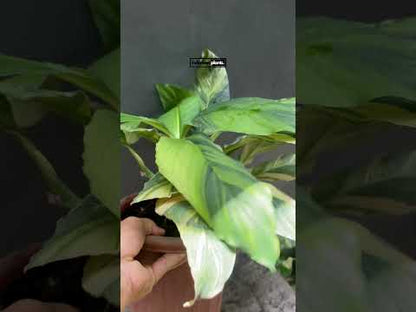 Spathiphyllum Sensation Variegated Mauna Loa