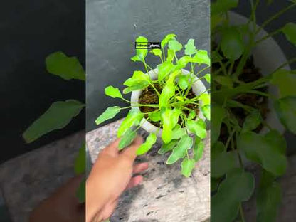 فيلوديندرون زانادو المتنوع