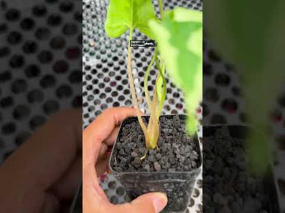 Syngonium Majesty