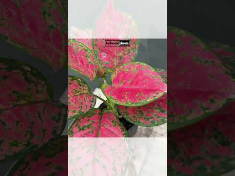 planta aglaonema roja Aglaonema roja Anyamanee – INDONESIAPLANTS