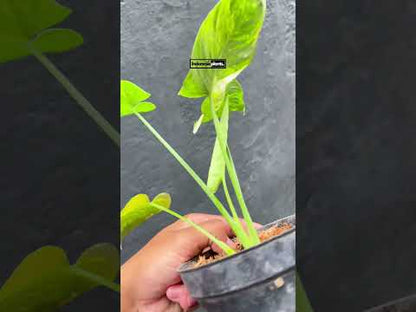 Homalomena Variegated