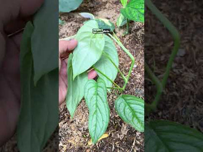 Monstera Siltepecana El Salvador