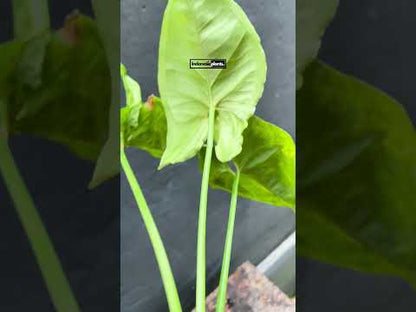 Syngonium Mango Anspielung