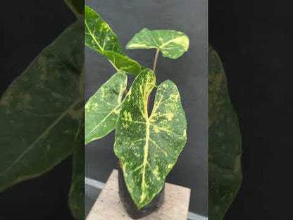 Alocasia New Guinea Gold