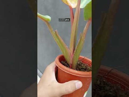 Philodendron Orange Marmalade