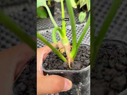 Philodendron Holtonianum