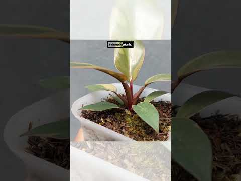 variegated philodendron black cardinal Philodendron Black Cardinal Variegated – INDONESIAPLANTS