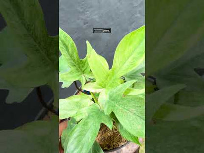 Philodendron Florida Geisterminze