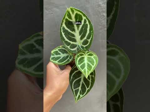 anthurium dorayaki silver Anthurium Dorayaki Silver Blush medium size – INDONESIAPLANTS