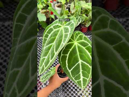 Anthurium Crystallinum, dunkle Form