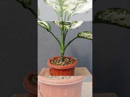 aglaonema blancanieves Aglaonema Blancanieves – INDONESIAPLANTS