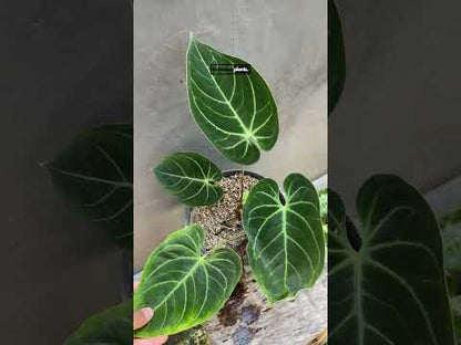 أنثوريوم هجين نورتي