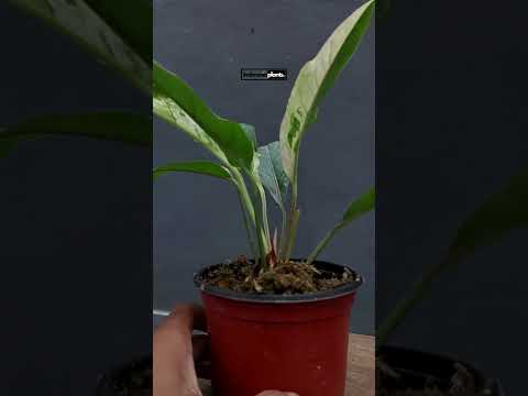 variegated anthurium hookeri Anthurium Hookeri Variegated – INDONESIAPLANTS