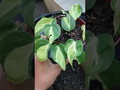 philodendron gabby care Philodendron Gabby – INDONESIAPLANTS