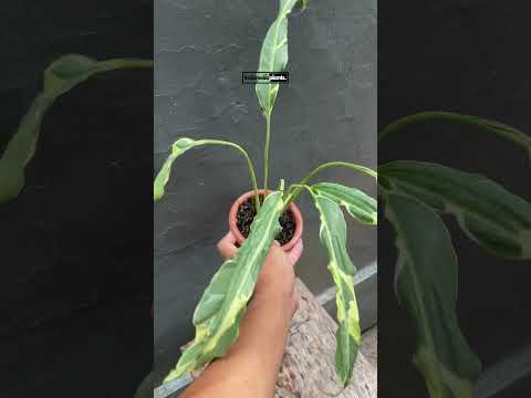 yellow variegated peace lily Spathiphyllum Deli Yellow Variegated – INDONESIAPLANTS