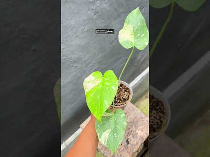 Monstera Thai Constellation Small