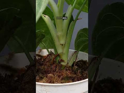 Syngonium Macrophyllum Corazón Esmerilado