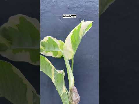 njoy pothos nz Epipremnum Njoy Pothos Mature – INDONESIAPLANTS