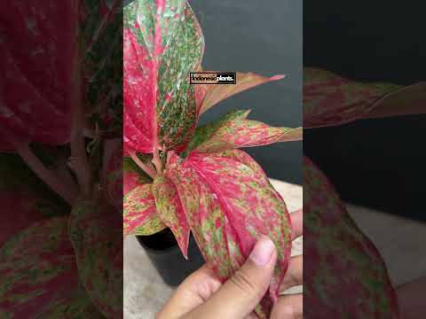 aglaonema plant moon Aglaonema Red Moon – INDONESIAPLANTS