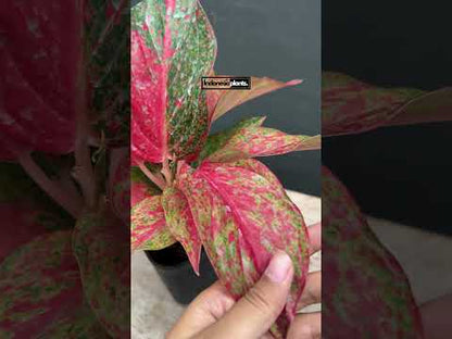 aglaonema pink moon kaufen Aglaonema Red Moon – INDONESIAPLANTS