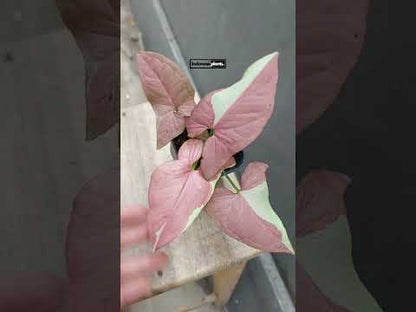 حليب الفراولة سينجونيوم