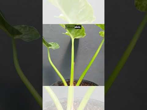 philodendron giganteum blizzard price philippines Philodendron Giganteum Blizzard Variegated – INDONESIAPLANTS