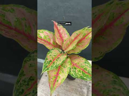 aglaonema illumination Aglaonema Light of Diamond – INDONESIAPLANTS