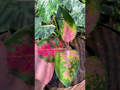 Aglaonema Kochin Pink small size