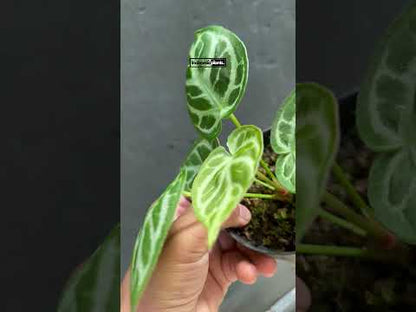 Anthurium Dorayaki small