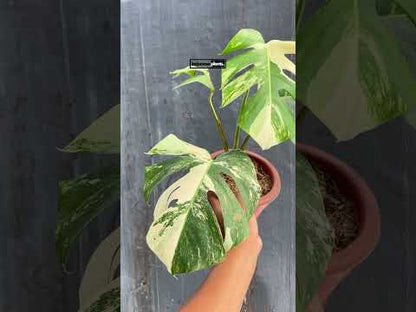 Monstera Deliciosa Albo Abigarrada Fenestrada