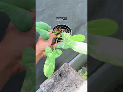 Philodendron Bipennifolium bunt | Philodendron Violin bunt klein