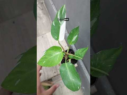 Philodendron White Princess