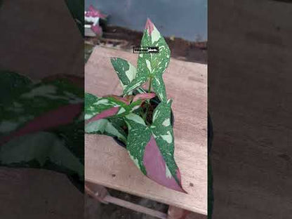 Mancha roja de Syngonium tricolor