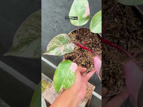 philodendron black cherry for sale Philodendron Pink Princess Black Cherry Galaxy – INDONESIAPLANTS