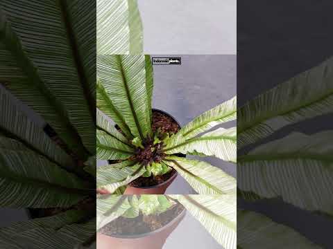 bird's nest fern variegated Asplenium Nidus Bird Nest Fern Variegated – INDONESIAPLANTS