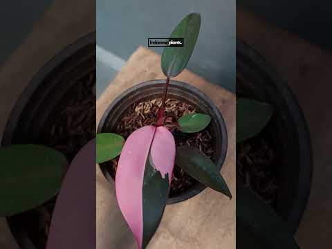 Philodendron „Pink Princess“