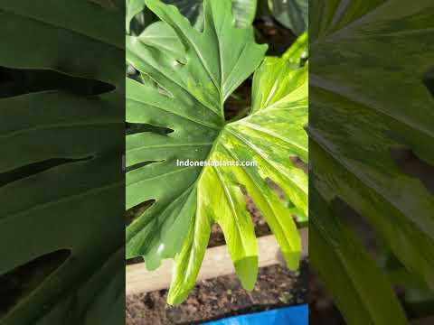 variegated philodendron selloum Philodendron Selloum Variegated – INDONESIAPLANTS