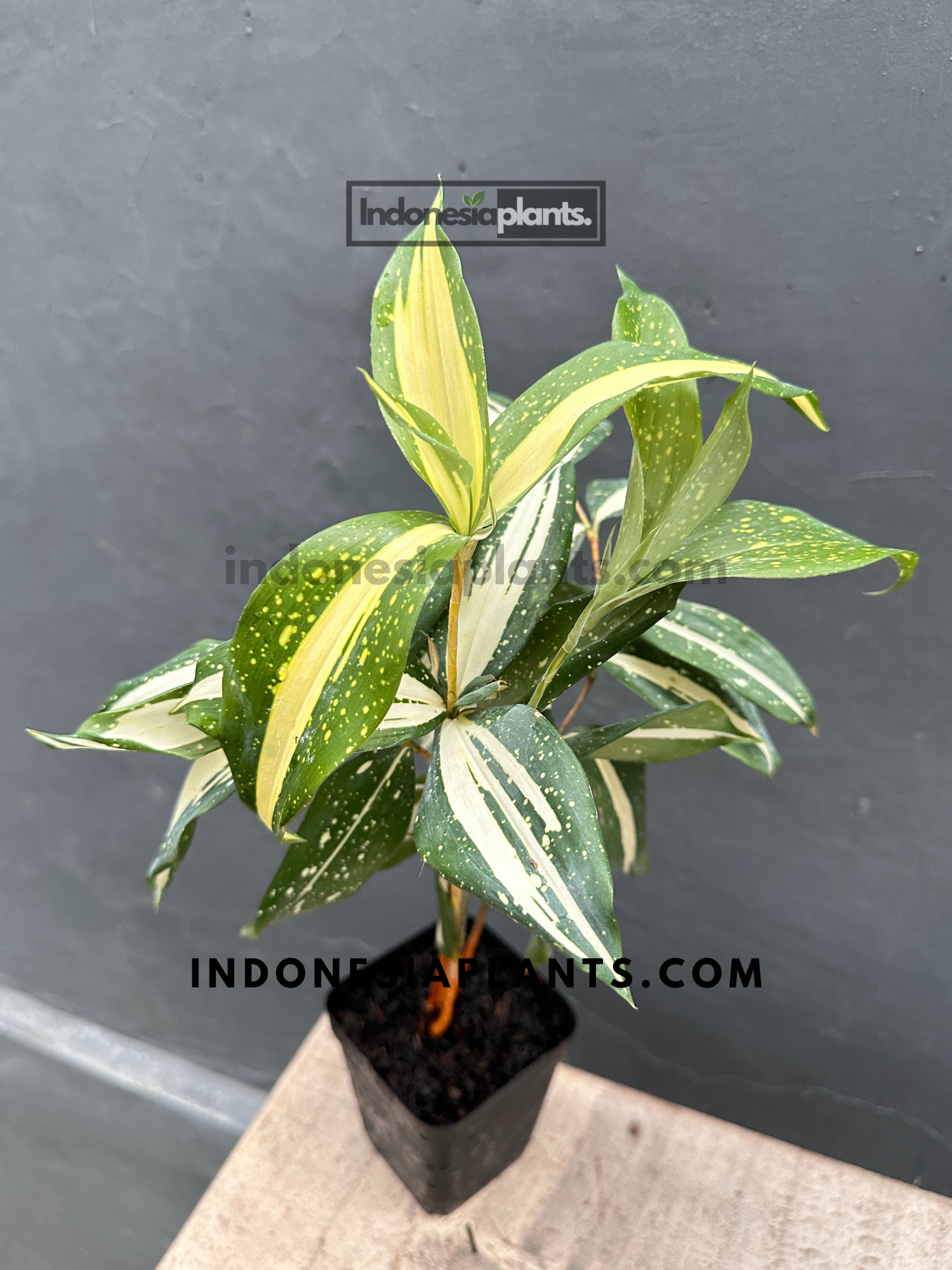 A full view of Dracaena Surculosa Milky Way in a black pot, showcasing its creamy speckled leaves.