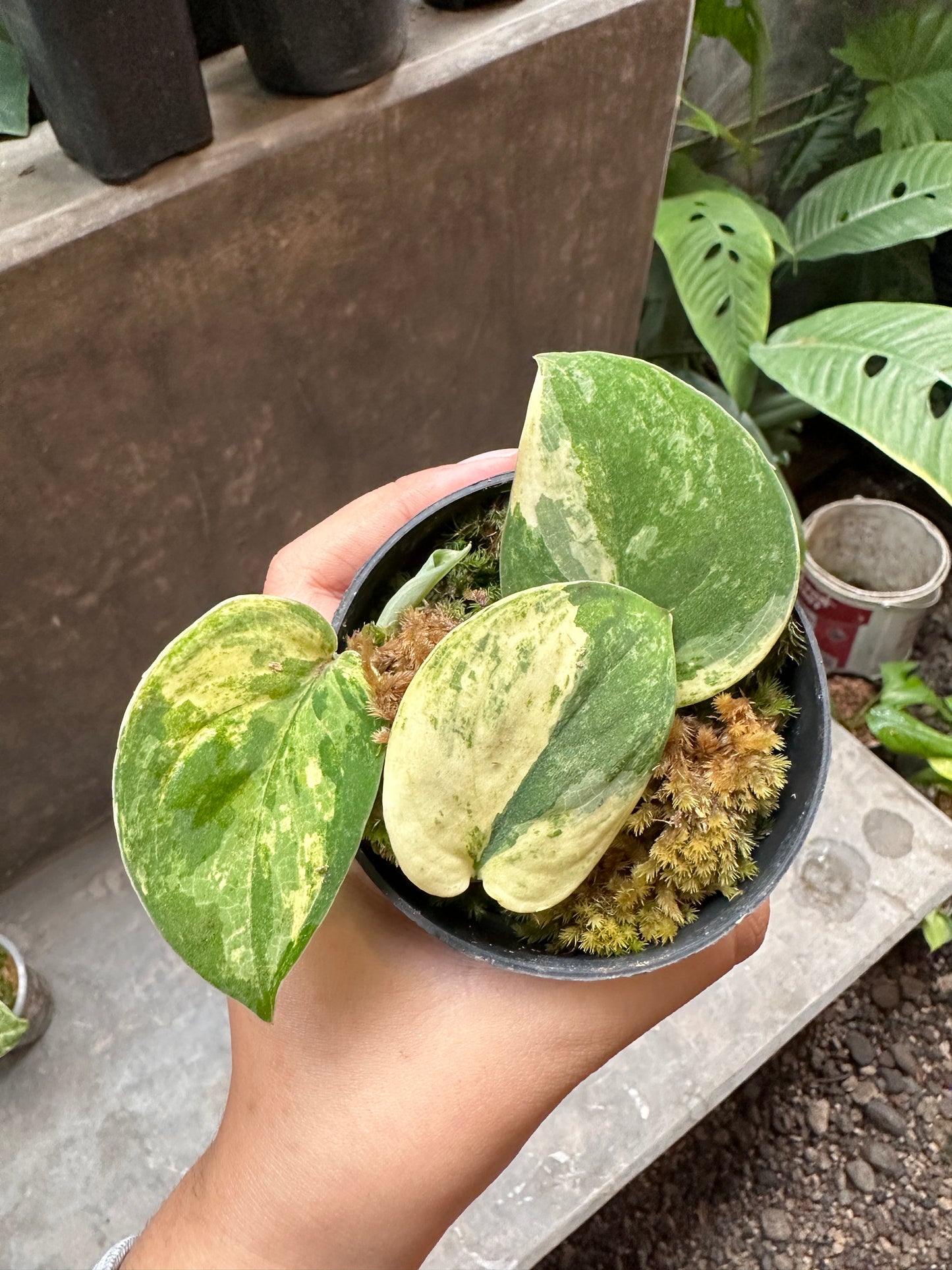 Scindapsus Mangurai- us & cad store